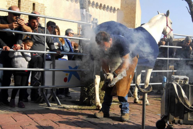 Día del caballo en las Ferias de Marcilla