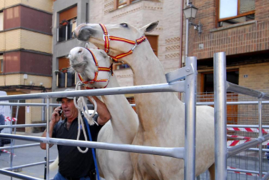 Día del caballo en las Ferias de Marcilla