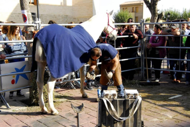 Día del caballo en las Ferias de Marcilla