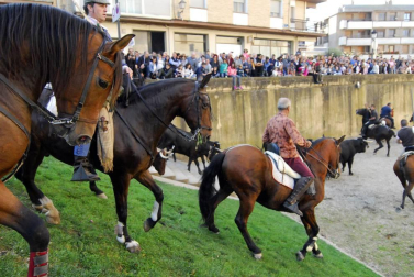 Día del caballo en las Ferias de Marcilla