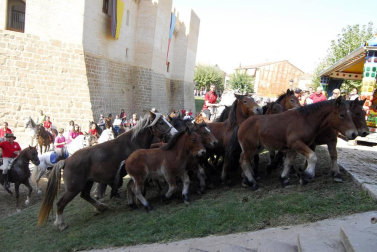 Día del caballo en las Ferias de Marcilla