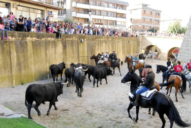 Día del caballo en las Ferias de Marcilla