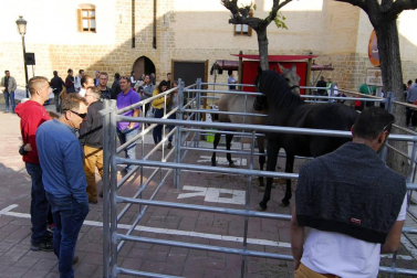 Día del caballo en las Ferias de Marcilla