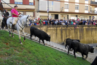 Día del caballo en las Ferias de Marcilla