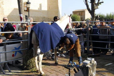 Día del caballo en las Ferias de Marcilla