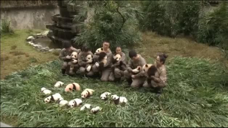 Foto de familia de los bebés panda nacidos en China en 2017