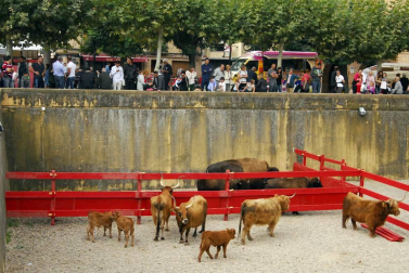 Este pasado domingo, 15 de octubre, se celebró en Marcilla la sexta edición de su Fiesta Medieval y su feria de ganado bovino exótico. Según el Ayuntamiento de la localidad, esta recibió más visitantes que nunca