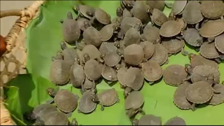Perú pone en marcha una iniciativa para proteger a las tortugas de la Amazonia