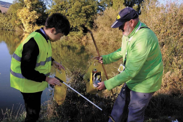 Cada 4 meses, voluntarios japoneses recorren las cunetas de la ruta jacobea en Navarra para recoger basura. Así se vive una etapa a su lado