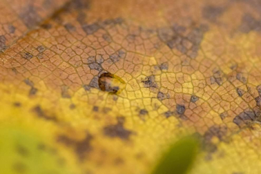 Irati se convierte en otoño en la primera opción de muchos excursionistas