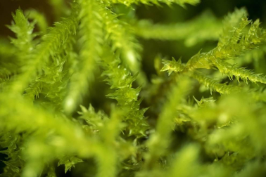 Irati se convierte en otoño en la primera opción de muchos excursionistas