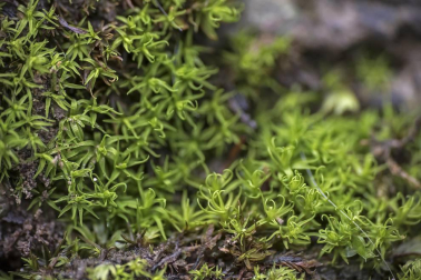 Irati se convierte en otoño en la primera opción de muchos excursionistas