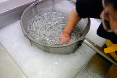 Reportaje gráfico de la pesca de la angula en Francia hasta que llega a una pescadería de Pamplona
