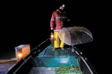 Reportaje gráfico de la pesca de la angula en Francia hasta que llega a una pescadería de Pamplona