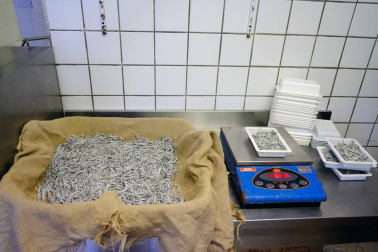 Reportaje gráfico de la pesca de la angula en Francia hasta que llega a una pescadería de Pamplona