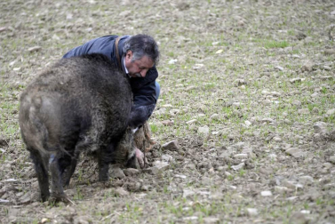 Desde los pedazos más pequeños por 5€ hasta lo que los bolsillos de los compradores se pudieran permitir, la XVI Feria de la Trufa vendió este esquisto producto a 1.000€ el kilo.