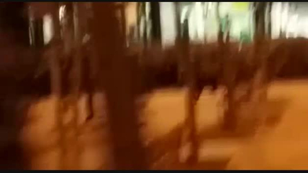 Un jabalí, en un parque de Tudela