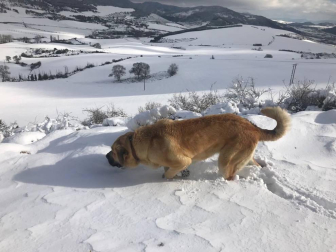 Imágenes enviadas por los lectores de Diario de Navarra de las luvias y las nieves del 6 de enero de 2018.