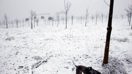 Imágenes enviadas por los lectores de Diario de Navarra de las luvias y las nieves del 6 de enero de 2018.