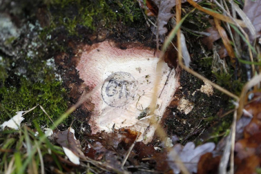 El guarderío forestal vela por el cuidado del monte bajo la máxima y la demanda de respeto. Las amenazas son "residuales".
