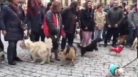 Rechazo vecinal a la nueva ordenanza de animales en Olite