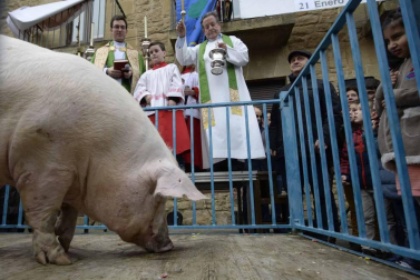 La cuta más grande parael bicentenario: Artajona celebró este domingo la 200 Rifa del Cuto en honor a San Antón con un animal de 270 kilos.