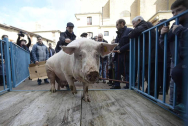 La cuta más grande parael bicentenario: Artajona celebró este domingo la 200 Rifa del Cuto en honor a San Antón con un animal de 270 kilos.