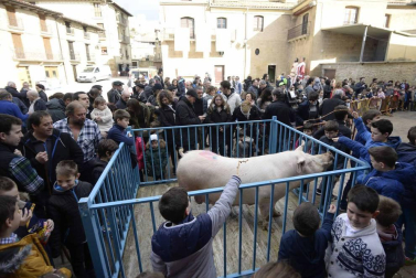 La cuta más grande parael bicentenario: Artajona celebró este domingo la 200 Rifa del Cuto en honor a San Antón con un animal de 270 kilos.
