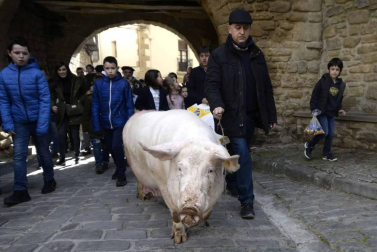 La cuta más grande parael bicentenario: Artajona celebró este domingo la 200 Rifa del Cuto en honor a San Antón con un animal de 270 kilos.