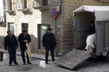 La cuta más grande parael bicentenario: Artajona celebró este domingo la 200 Rifa del Cuto en honor a San Antón con un animal de 270 kilos.