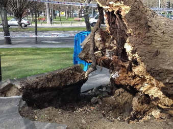 Los daños por los que cayó el árbol en la Vuelta del Castillo eran "indetectables"