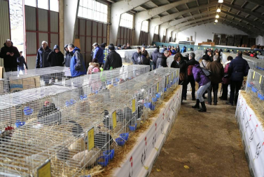 Tafalla celebra sus populares ferias de febrero