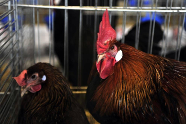 Tafalla celebra sus populares ferias de febrero