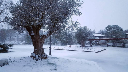 Estampas de todos los rincones de Navarra bajo el manto blanco caído el último día de febrero.
