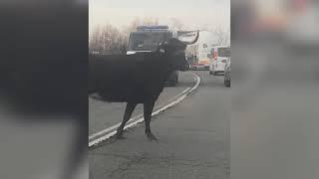 Una vaca brava corta el tráfico en la NA-134
