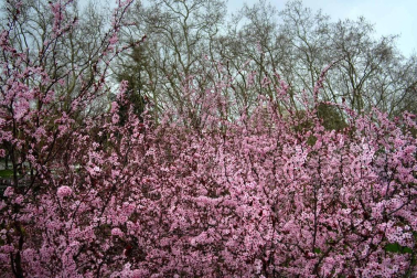 La primavera llegó el pasado martes a las 17.15 horas. La Taconera pamplonesa fue el lugar escogido para 'esperar' a la estación de la luz.