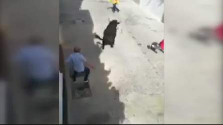Fallece un hombre corneado por un toro en Arcos de la Frontera