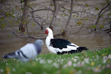 El Gobierno de Navarra ha declarado la situación de preemergencia