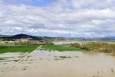 Imágenes de las inundaciones en los términos de varias localidades de la Zona Media como Falces, Miranda de Arga y Larraga.