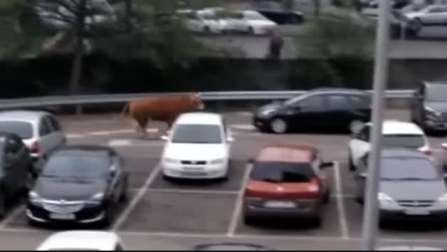 Abatido con un disparo un buey que andaba suelto por Llodio