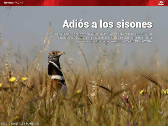 Además, los sisones están en peligro de extinción en Navarra