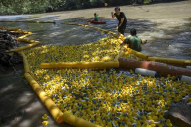 Una carrera de patitos de goma ha recorrido el río Arga en beneficio de la investigación de enfermedades neurodegenerativas