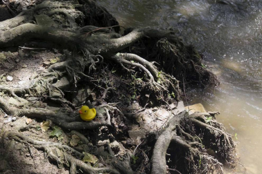 Una carrera de patitos de goma ha recorrido el río Arga en beneficio de la investigación de enfermedades neurodegenerativas