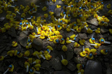 Una carrera de patitos de goma ha recorrido el río Arga en beneficio de la investigación de enfermedades neurodegenerativas
