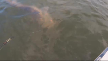 Así es el gigantesco siluro atrapado en Lodosa