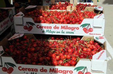 El domingo 17 de junio Milagro honró a su fruto más preciado con la puesta en marcha de la XIX Fiesta de la cereza. Cerca de 15.000 personas se acercaron hasta esta localidad para hacerse con sus cajas de cerezas, además de disfrutar del variado programa de la jornada. Este año, el consistorio ribero convirtió al deporte en protagonista, homenajeando a varios deportistas y clubes locales.