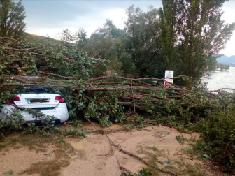 Muere un perro al caer un árbol sobre un coche aparcado en una zona prohibida de Alloz. El dueño del animal y conductor del vehículo, vecino de Logroño, ha sido denunciado por la Policía Foral