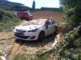 Muere un perro al caer un árbol sobre un coche aparcado en una zona prohibida de Alloz. El dueño del animal y conductor del vehículo, vecino de Logroño, ha sido denunciado por la Policía Foral