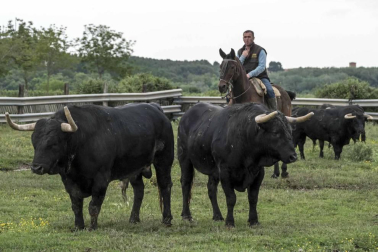 José Antonio Baigorri, ganadero de Pincha, relata su aventura con el toro bravo con la mente puesta en su debut en la novillada de San Fermín: “Estamos viviendo algo único"