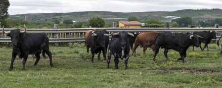 José Antonio Baigorri, ganadero de Pincha, relata su aventura con el toro bravo con la mente puesta en su debut en la novillada de San Fermín: “Estamos viviendo algo único"